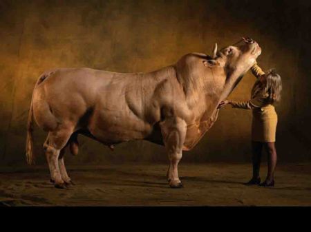 Порода коров Belgian Blue (40 фото + 4 видео)