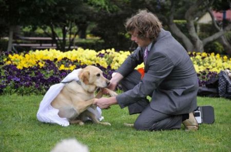Австралиец играет свадьбу со своей собакой (17 фото)