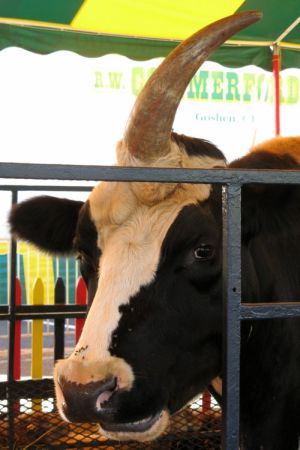 Корова с третьим рогом или интересный единорог (5 фото)