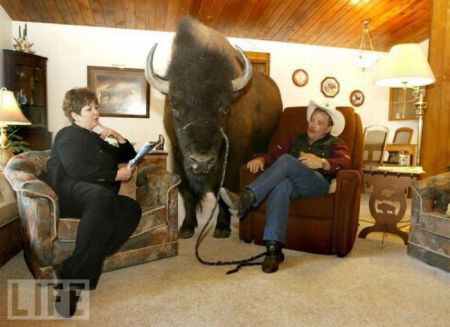 Домашнее животное буйвол (18 фото)