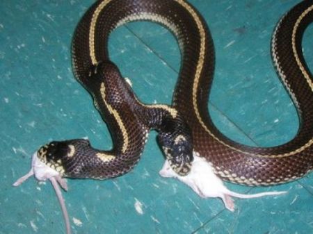 Двуглавые змеи (29 фото + 4 видео)