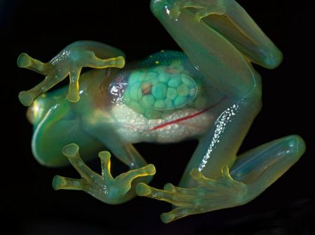 Лягушка с прозрачной кожей (стеклянная лягушка (латинское название - Centrolenidae) (8 фото + 2 видео)