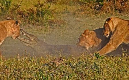 Крокодил, против трёх львов (9 фото)