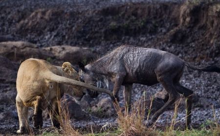 Молодая антилопа гну против львов (5 фото)