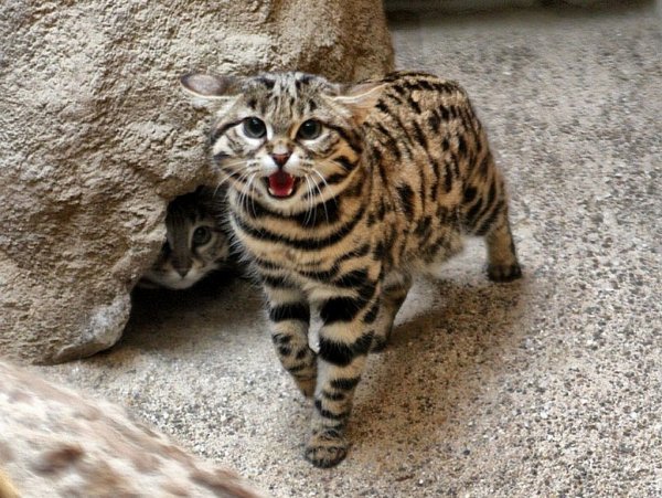 Азиатский леопард - Леопардовая кошка (Prionailurus Felis)